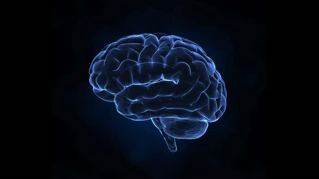 Modeling the Human Brain with Machine Learning