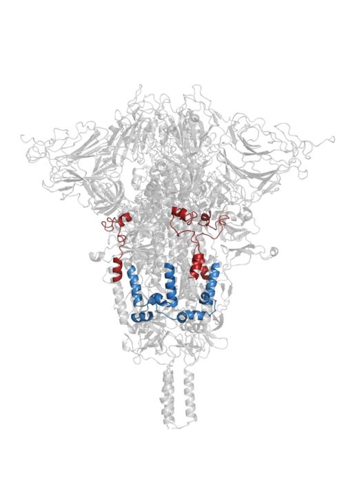 A bipartite fusion module drives SARS-CoV-2 entry into host cells