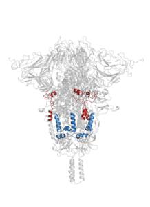 A bipartite fusion module drives SARS-CoV-2 entry into host cells