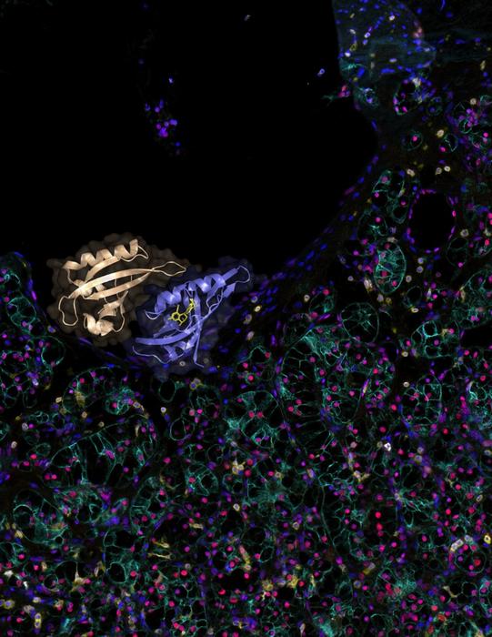 HIF-2a inhibition with casdatifan