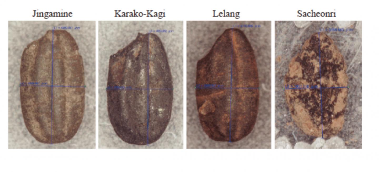 Ancient Carbonized Rice Grains