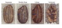 Ancient Carbonized Rice Grains