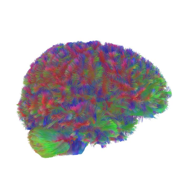 Era One: A representative MRI tractography image of the first era of the human brain.