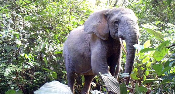 Forest Elephant 2 Duke