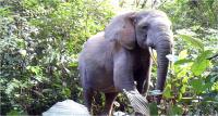 Forest Elephant 2 Duke