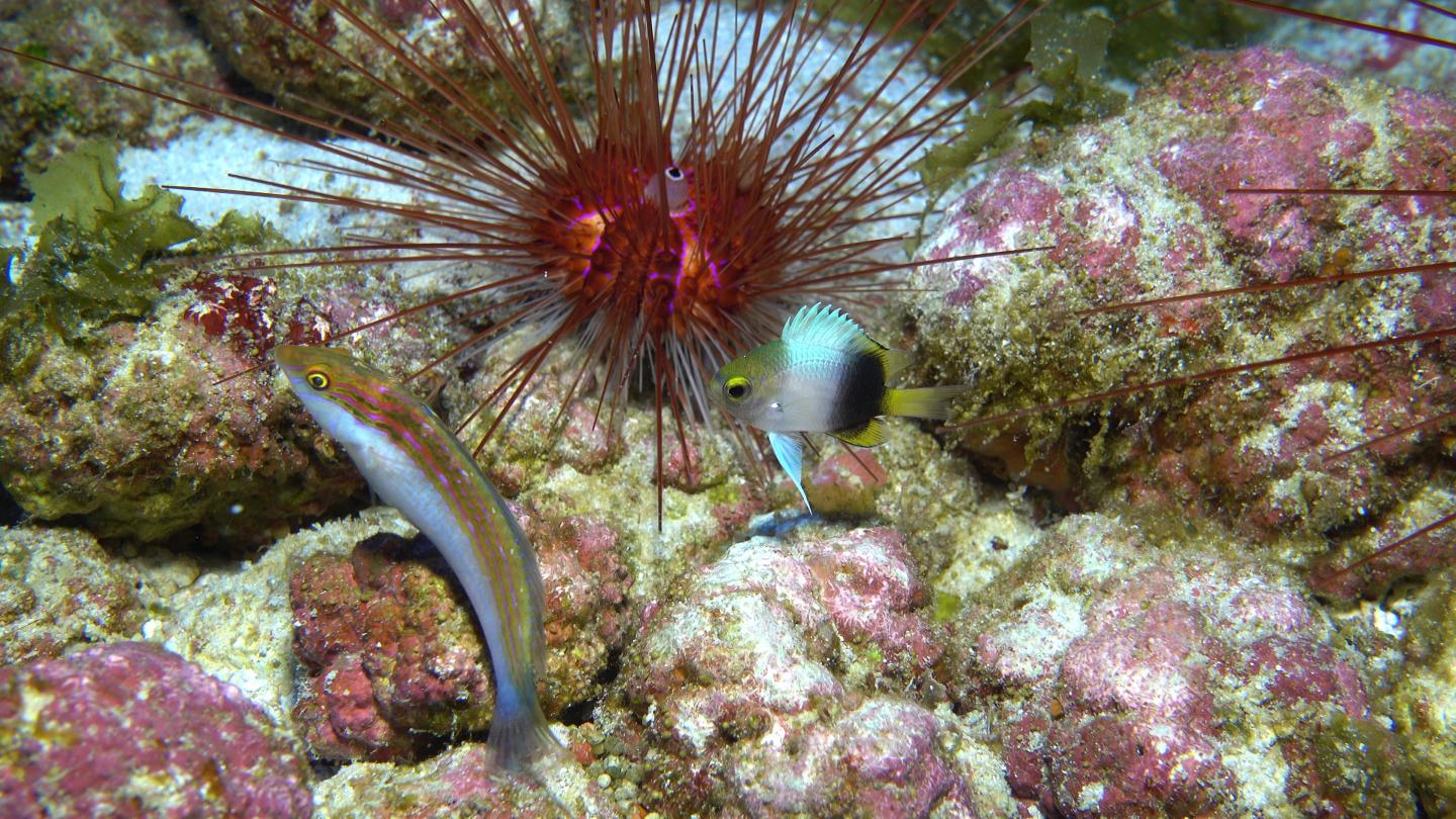 Rare fishes at Kure