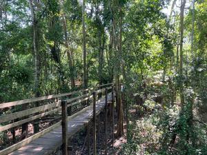 Amazon flooded rainforest near Manaus during the dry season. Photo by Irina Melnikova.