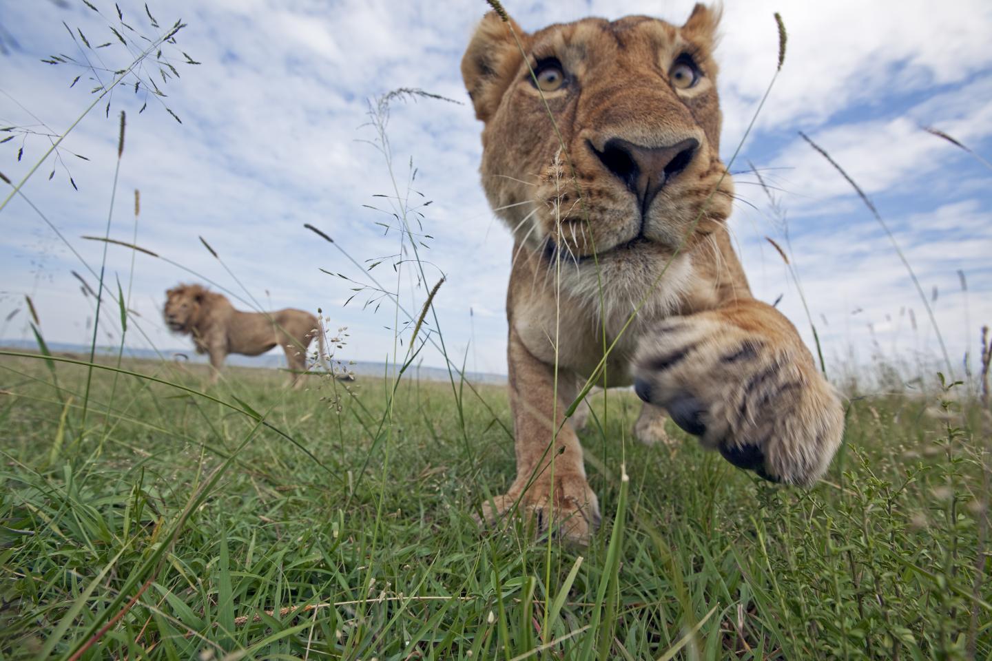 African Lioness