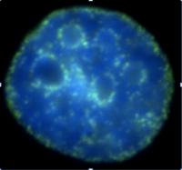 New Chromatin