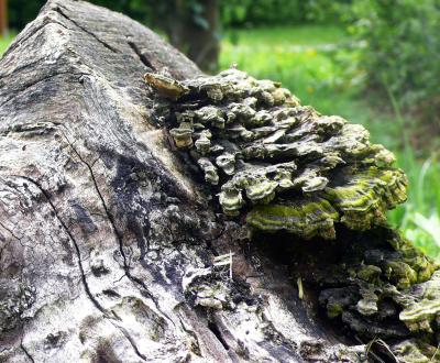 Turkey Tails