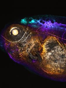 Fluorescently tagged neural molecule in tadpole