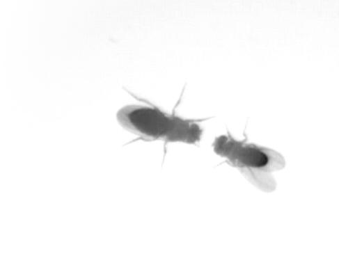 Sex, Flies and Videotape