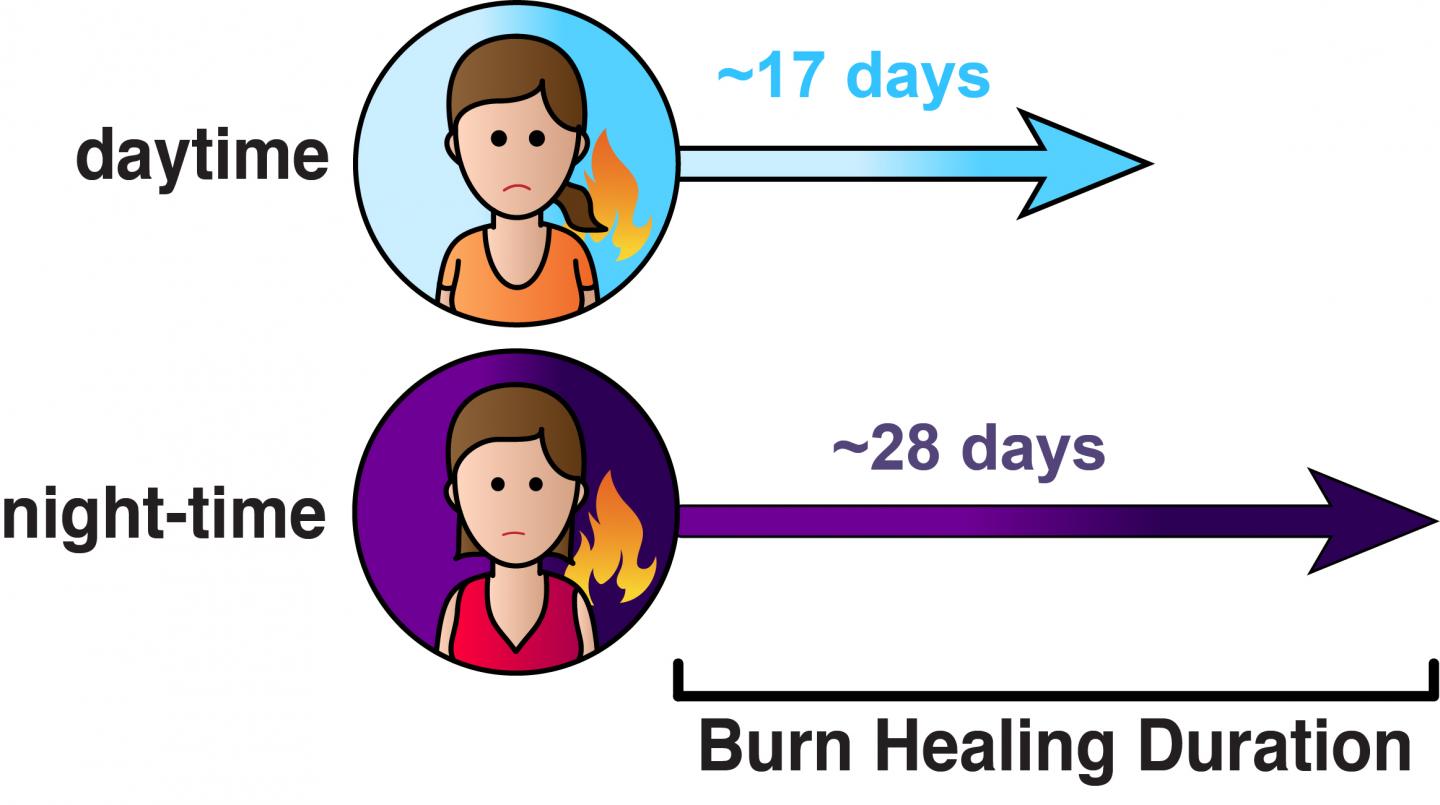 Wound Healing Guided by Cellular Clock (8 of 9)