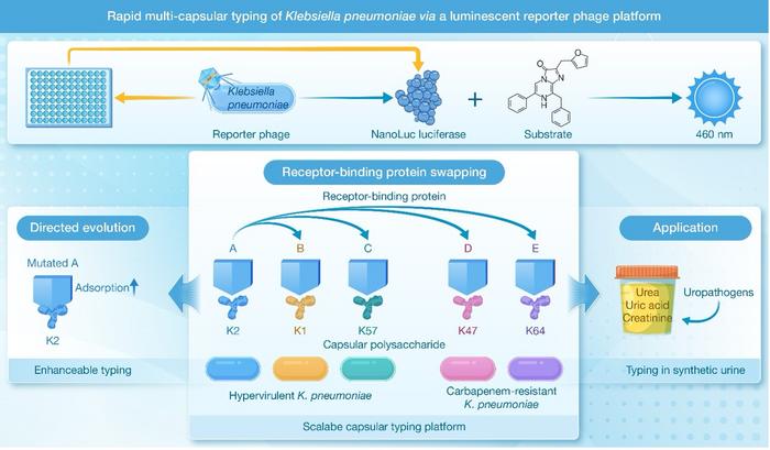 A scalable reporter phage platform for Klebsiella pneumoniae capsular typing