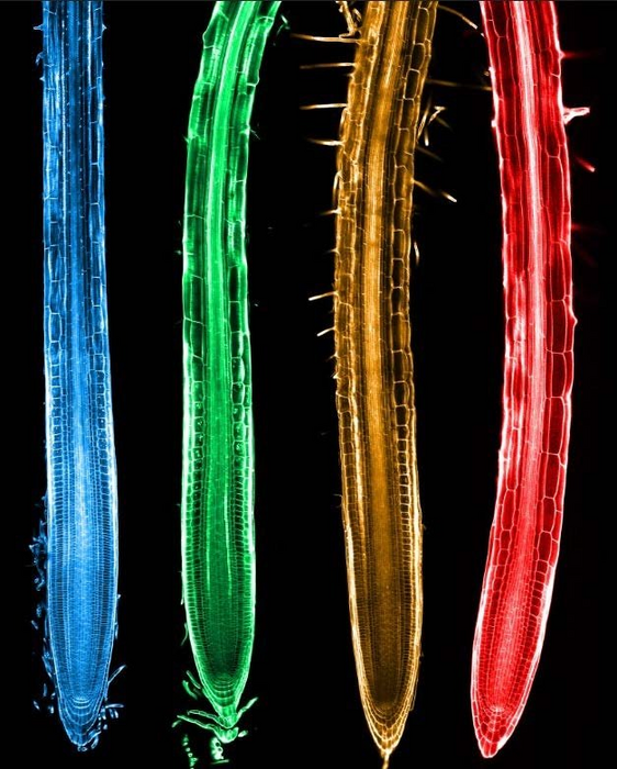 ‘Extreme’ Plants Grow Faster in the Face of Stress