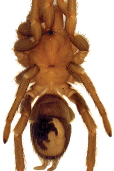 <i>Melloleitaoina yupanqui</i>