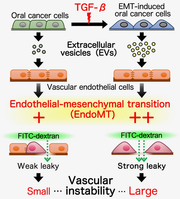 Figure 2. Mechanism of vascular destabilization by TGF-β-induced EndoMT through extracellular vesicles (EVs)
