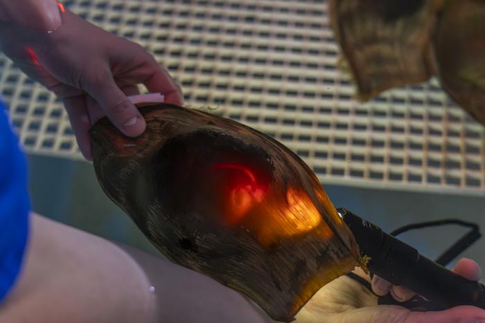 Shark egg candling