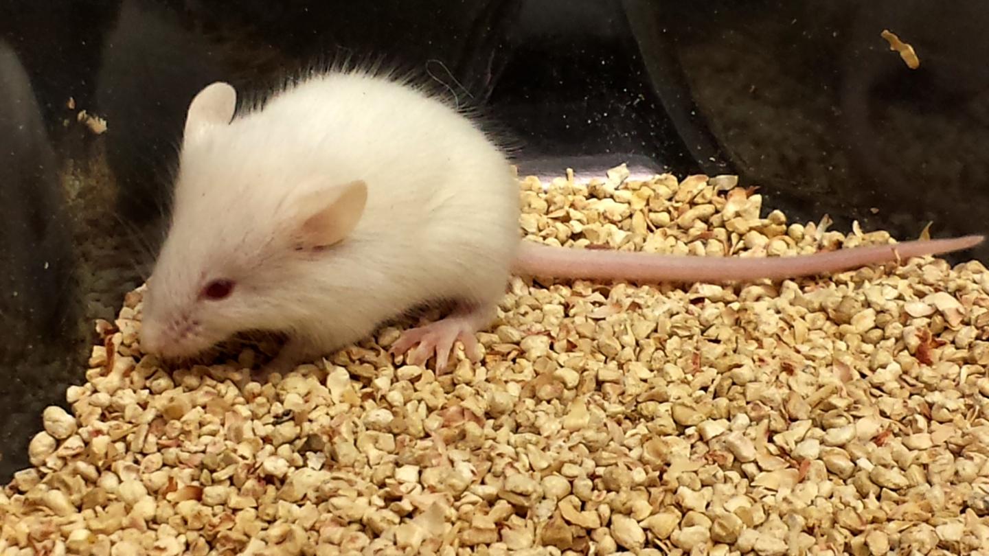 Young Mouse