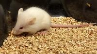 Young Mouse