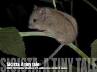 Inner Mongolia Yields New Species, 'Living Fossil'