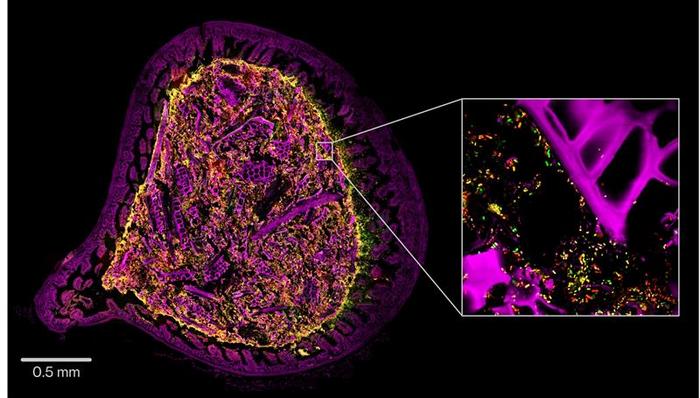 Kanvas Biosciences Mouse GI Tract