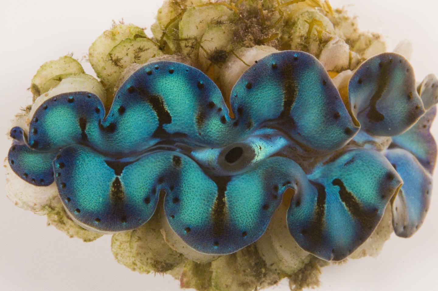Iridescent Giant Clam