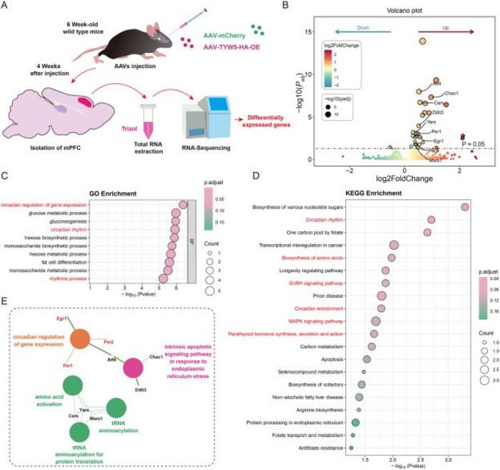 Overexpression of TYW5 in the mPFC disrupts circadian gene networks and GnRH signaling pathways.