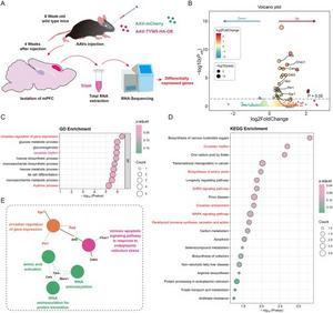 Overexpression of TYW5 in the mPFC disrupts circadian gene networks and GnRH signaling pathways.