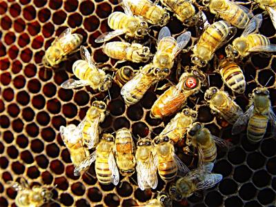 Bee Colony