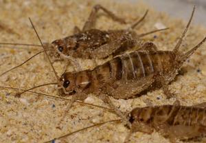 Crickets munch on microplastics — especially if they have a big mouth