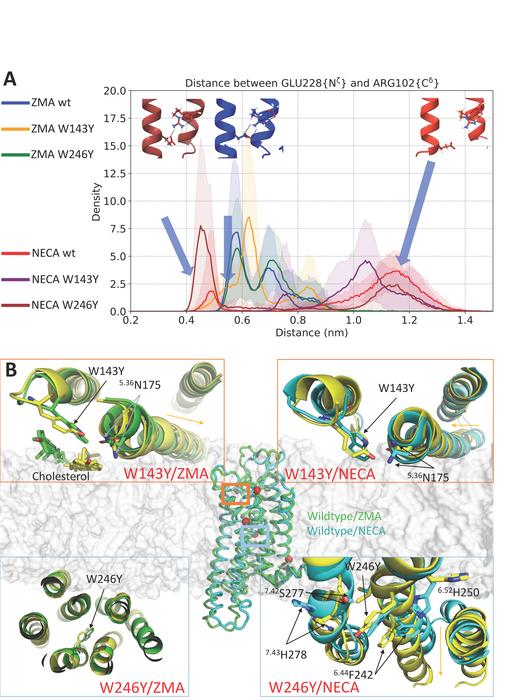 Figure 2: Molecular dynamics (MD) simulation results