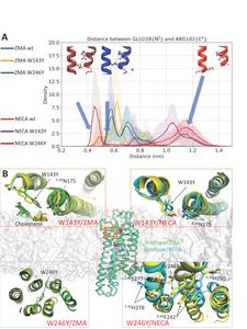 Figure 2: Molecular dynamics (MD) simulation results