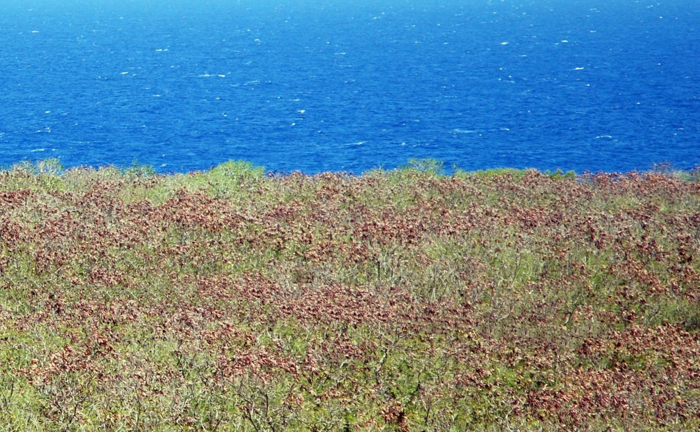 <i>Leucaena leucocephala</i> Takes Over
