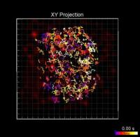 Cas9 Enzymes Search Nucleus for Target DNA
