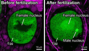 植物で受精卵を活性化する機構の進化的起源を解明 | EurekAlert!