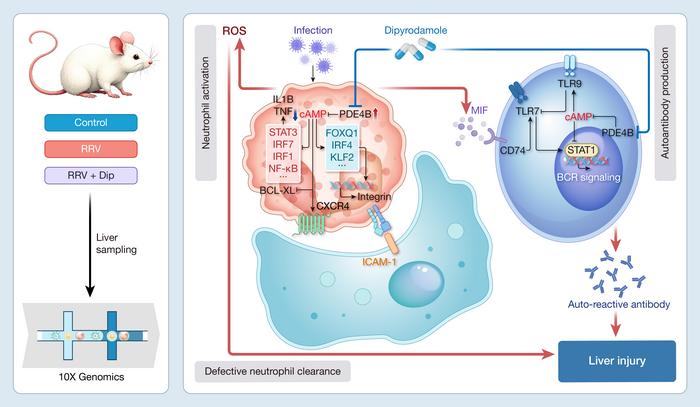 Single-cell transcriptome analysis reveals mechanism of phosphodiesterase inhibitor in neonatal mouse infection associated liver injury treatment
