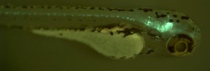 Zebrafish Larva