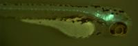Zebrafish Larva