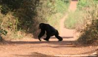 An adult male chimpanzee