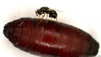 Wasp Stinging Pupa