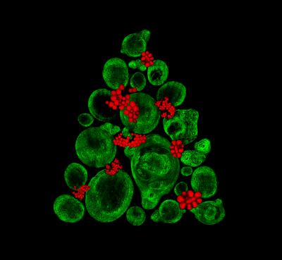Christmas Tree Image