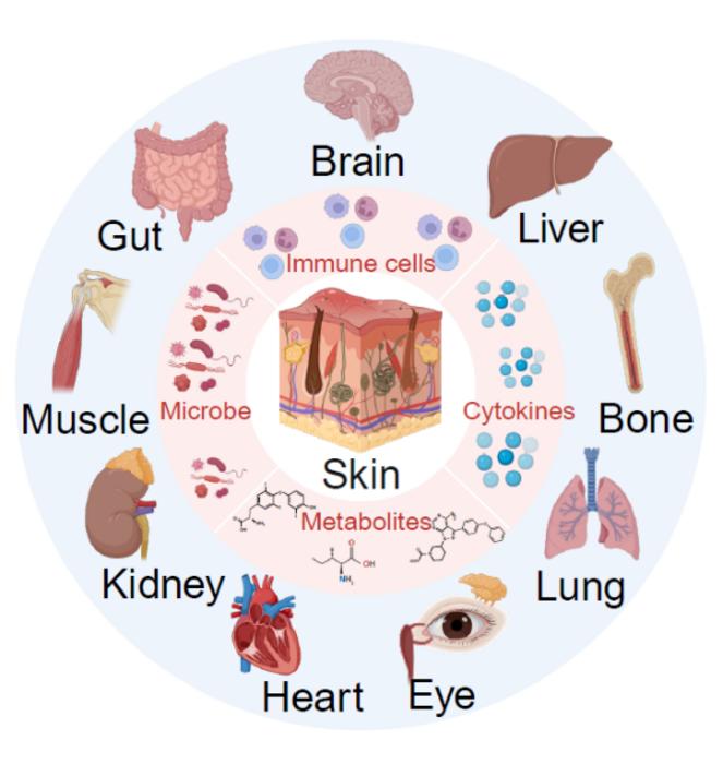 The skin forms a dynamic network with other organs through various mediators that facilitate complex bidirectional communication.