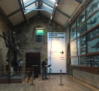 Fish Lizard-NHM