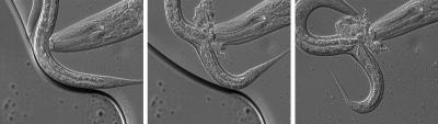 Predatory Worm