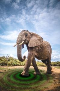 Elephant (1 of 3)