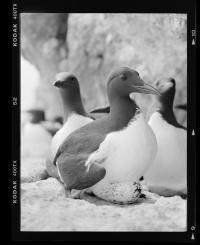 A Guillemot in 2015