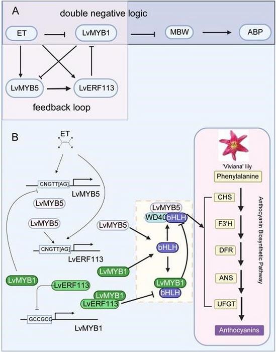 Model of ET-regulated anthocyanin biosynthesis via the LvMYB5-LvERF113-LvMYB1 module in ‘Viviana’ lilies.
