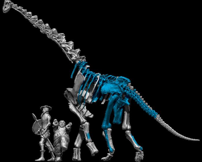 3D reconstruction of the Qunkasaura skeleton