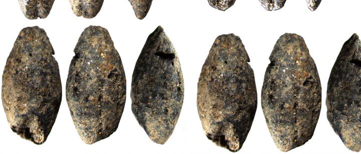 Millennia-Old Barley Grains